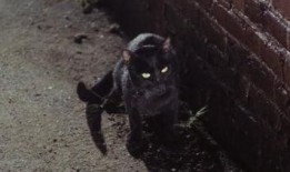 黑猫电影在线观看,在线观看，揭秘神秘悬疑世界